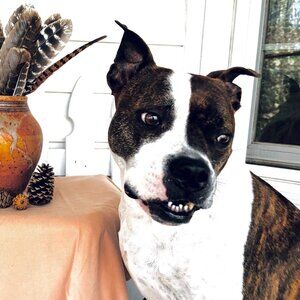 Meet your Posher, Trudie